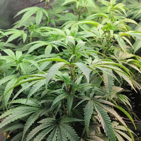 Purple honey  growlog timeline photo
