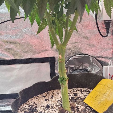 Purple honey  growlog timeline photo