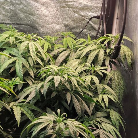 Purple honey  growlog timeline photo