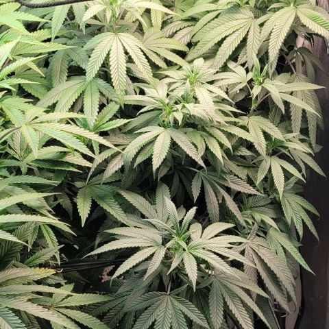 Purple honey  growlog timeline photo