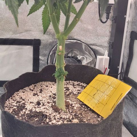 Purple honey  growlog timeline photo