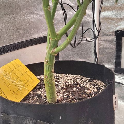 Purple honey  growlog timeline photo