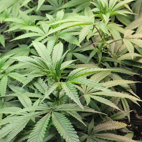 Purple honey  growlog timeline photo