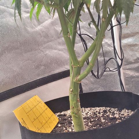 Purple honey  growlog timeline photo