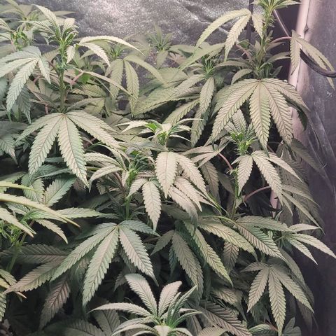 Purple honey  growlog timeline photo