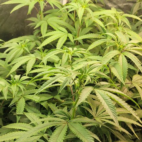 Purple honey  growlog timeline photo