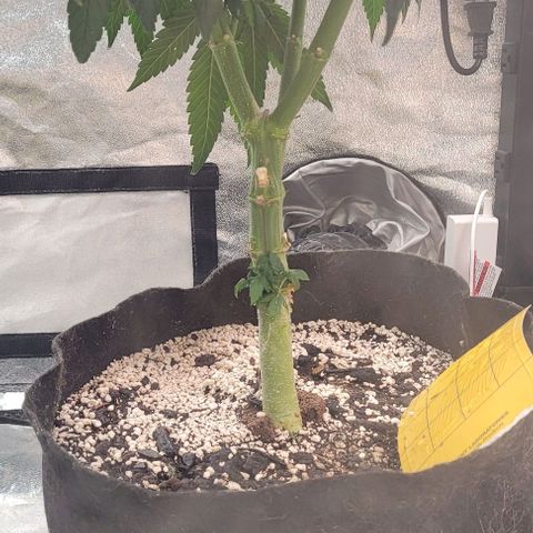 Purple honey  growlog timeline photo
