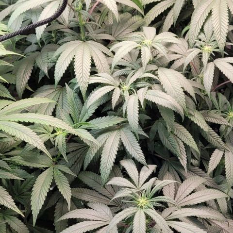 Purple honey  growlog timeline photo