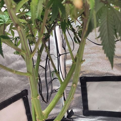 Purple honey  growlog timeline photo