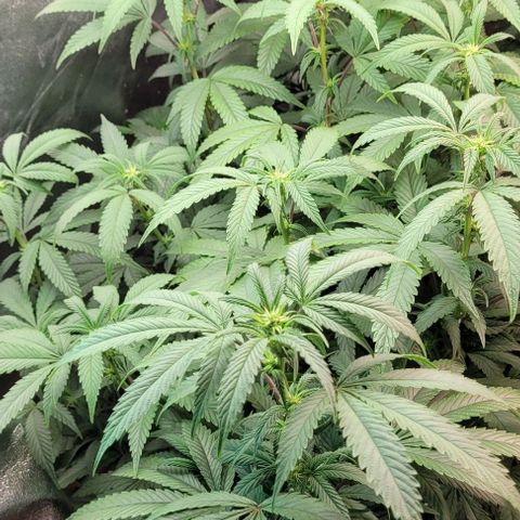 Purple honey  growlog timeline photo