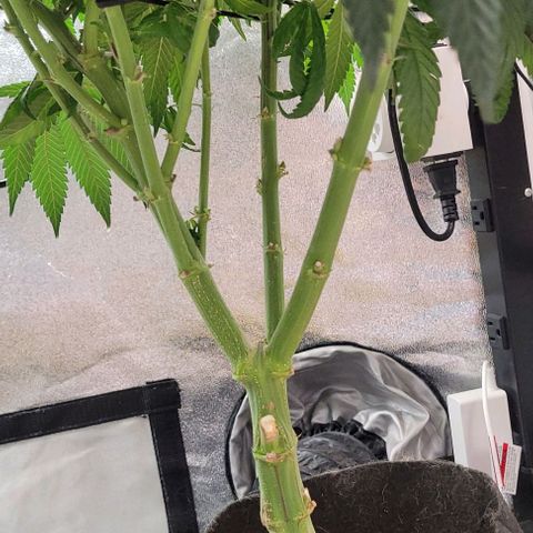Purple honey  growlog timeline photo