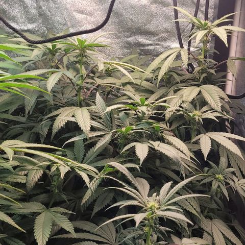 Purple honey  growlog timeline photo