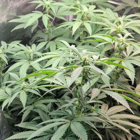 Purple honey  growlog timeline photo