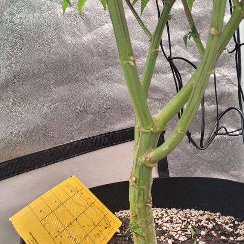 Purple honey  growlog timeline photo