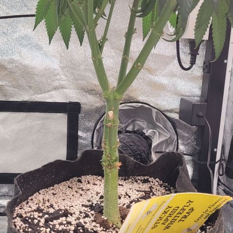 Purple honey  growlog timeline photo