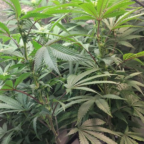 Purple honey  growlog timeline photo