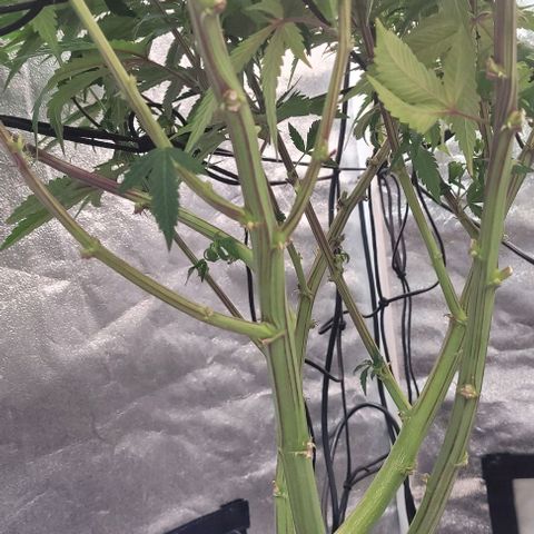 Purple honey  growlog timeline photo