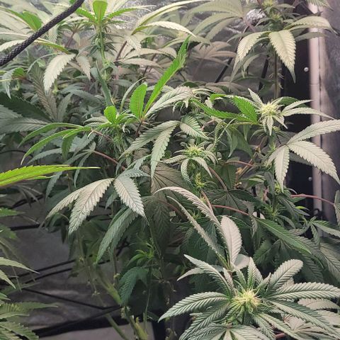 Purple honey  growlog timeline photo