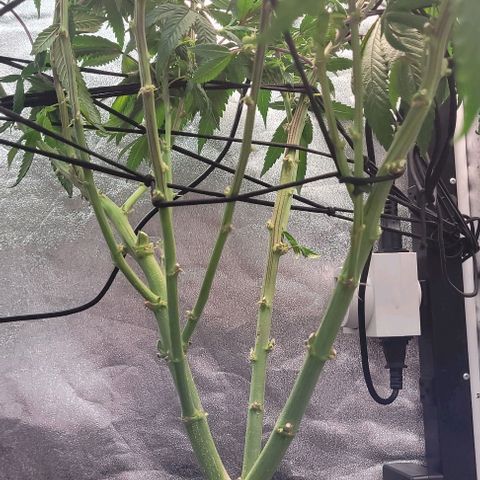 Purple honey  growlog timeline photo