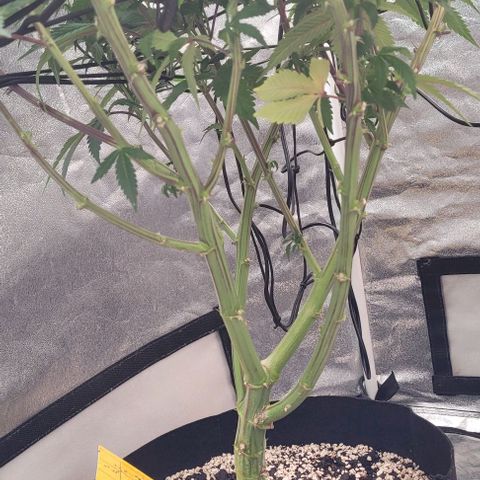 Purple honey  growlog timeline photo