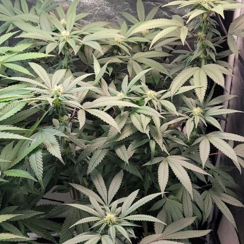 Purple honey  growlog timeline photo