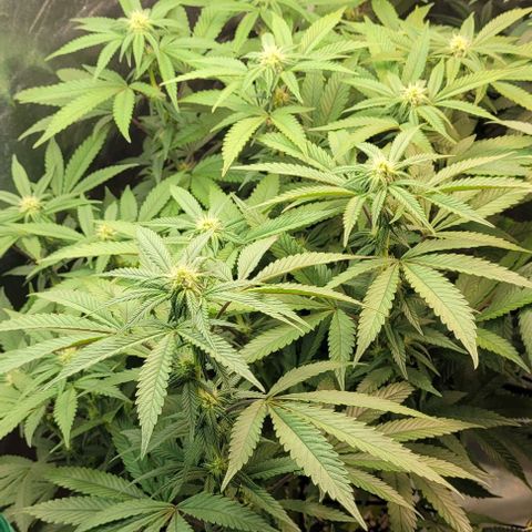 Purple honey  growlog timeline photo