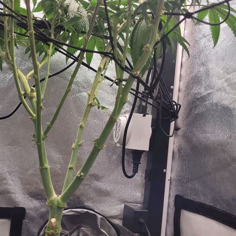 Purple honey  growlog timeline photo