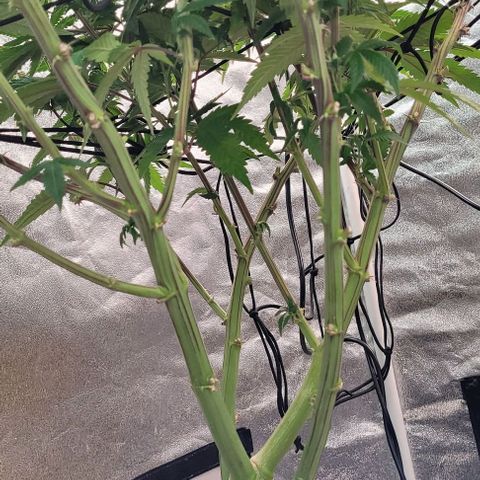 Purple honey  growlog timeline photo