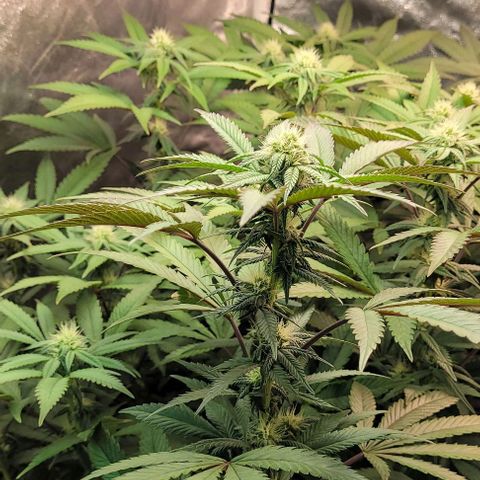 Purple honey  growlog timeline photo