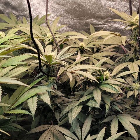 Purple honey  growlog timeline photo
