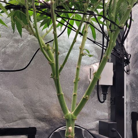 Purple honey  growlog timeline photo