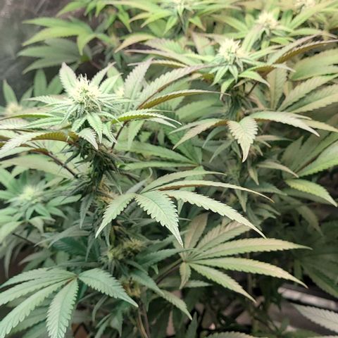Purple honey  growlog timeline photo