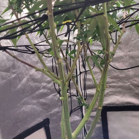 Purple honey  growlog timeline photo