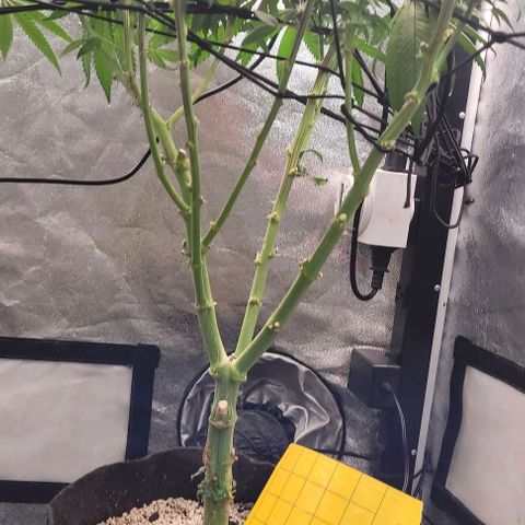 Purple honey  growlog timeline photo