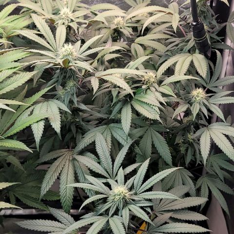Purple honey  growlog timeline photo