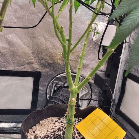 Purple honey  growlog timeline photo
