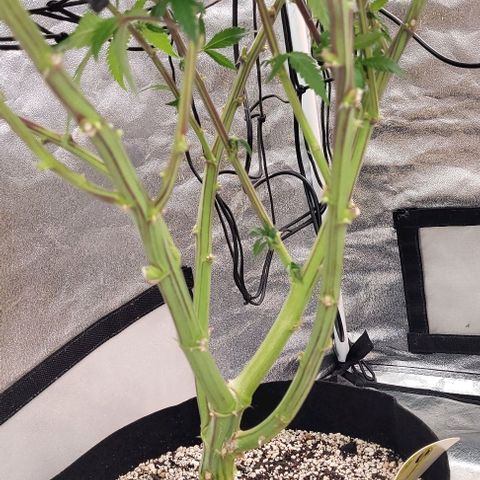 Purple honey  growlog timeline photo
