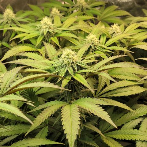 Purple honey  growlog timeline photo