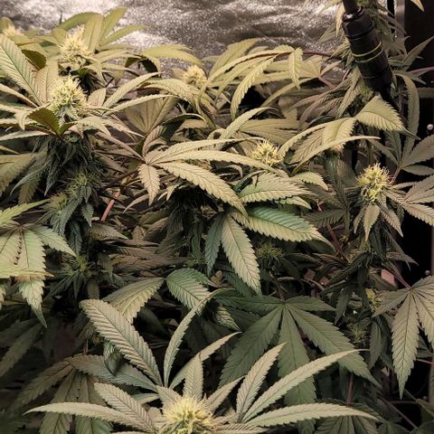 Purple honey  growlog timeline photo