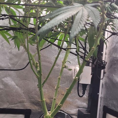 Purple honey  growlog timeline photo