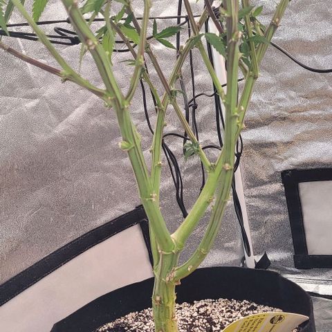 Purple honey  growlog timeline photo