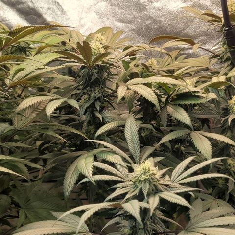 Purple honey  growlog timeline photo