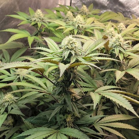 Purple honey  growlog timeline photo