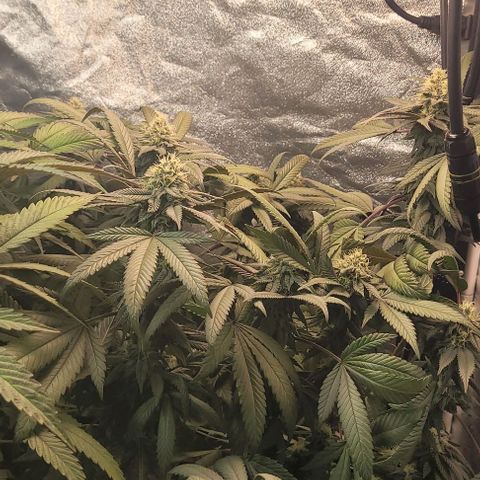 Purple honey  growlog timeline photo