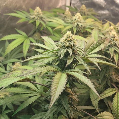 Purple honey  growlog timeline photo
