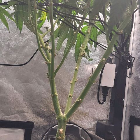Purple honey  growlog timeline photo