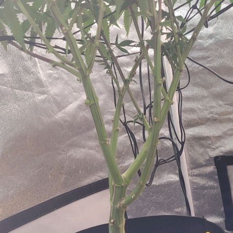 Purple honey  growlog timeline photo