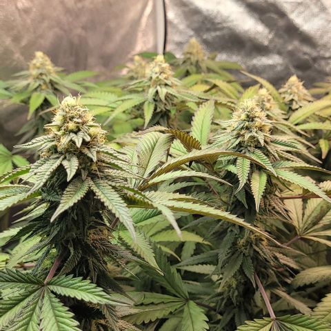 Purple honey  growlog timeline photo