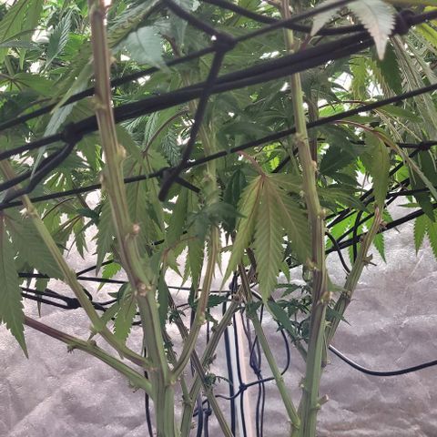 Purple honey  growlog timeline photo