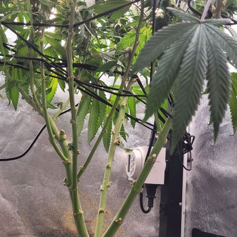 Purple honey  growlog timeline photo